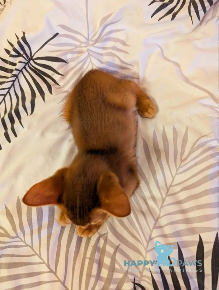 Leo Abyssinian male sorrel live animals