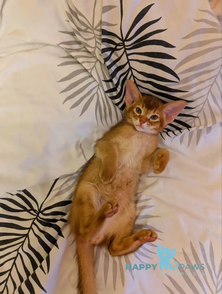 Leo Abyssinian male sorrel live animals