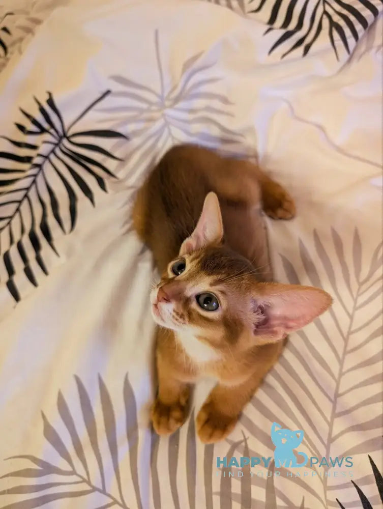 Leo Abyssinian male sorrel live animals