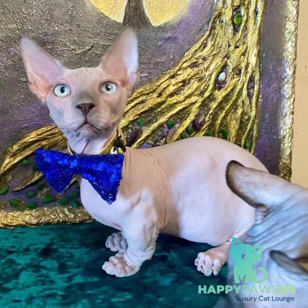 Leo Bambino male blue pointed - live animals