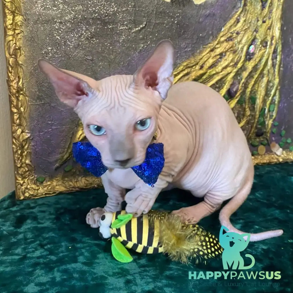 Leo Bambino male blue pointed - live animals
