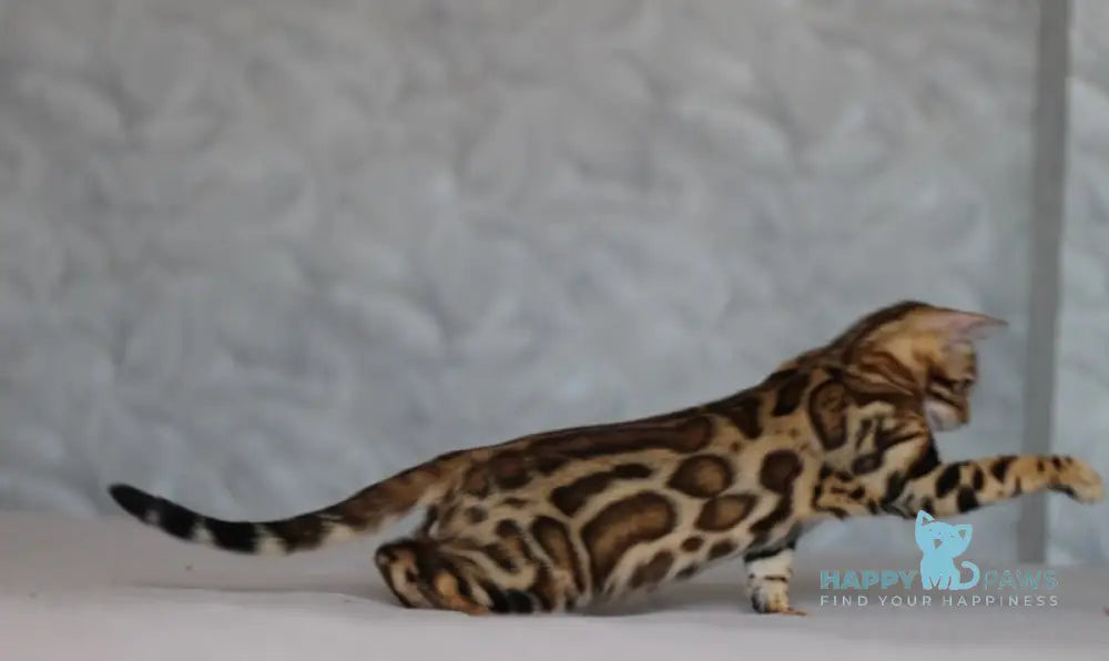 Leo Bengal male black spotted tabby live animals