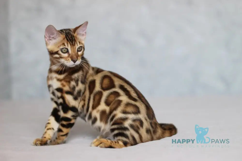 Leo Bengal male black spotted tabby live animals