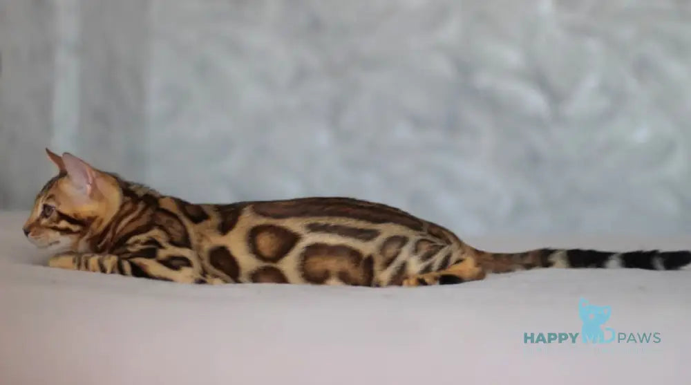 Leo Bengal male black spotted tabby live animals