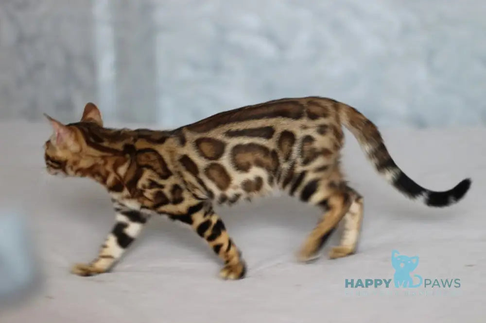 Leo Bengal male black spotted tabby live animals