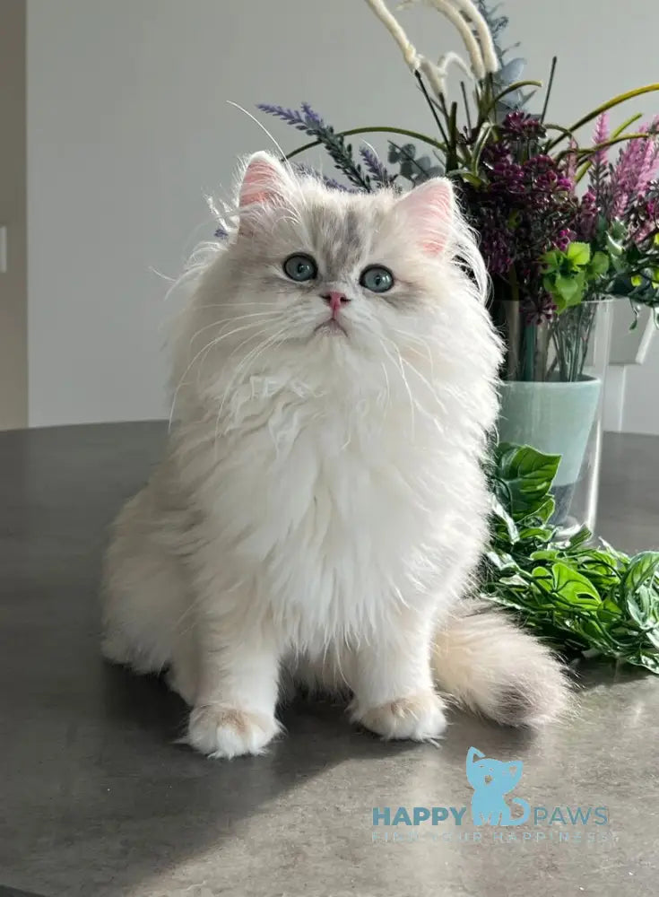 Leo British Longhair male blue golden chinchilla live animals