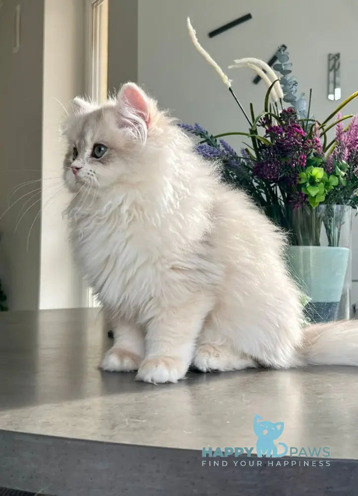 Leo British Longhair male blue golden chinchilla live animals