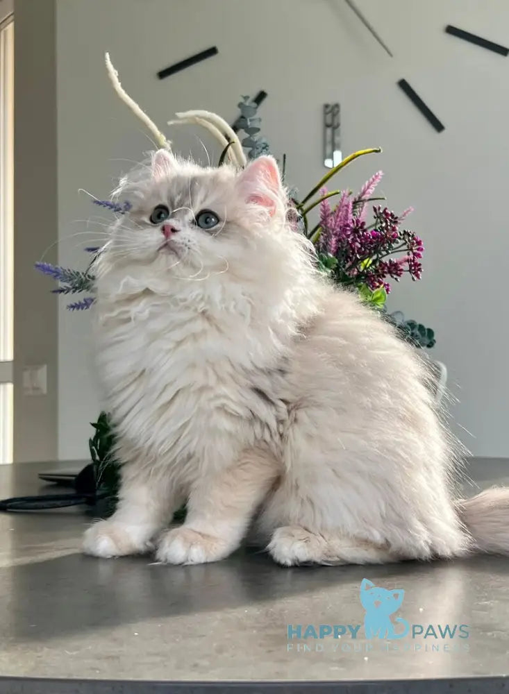 Leo British Longhair male blue golden chinchilla live animals