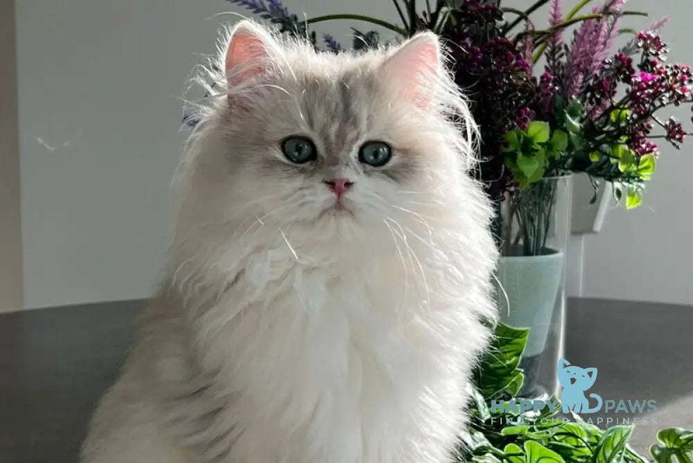 Leo British Longhair male blue golden chinchilla live animals