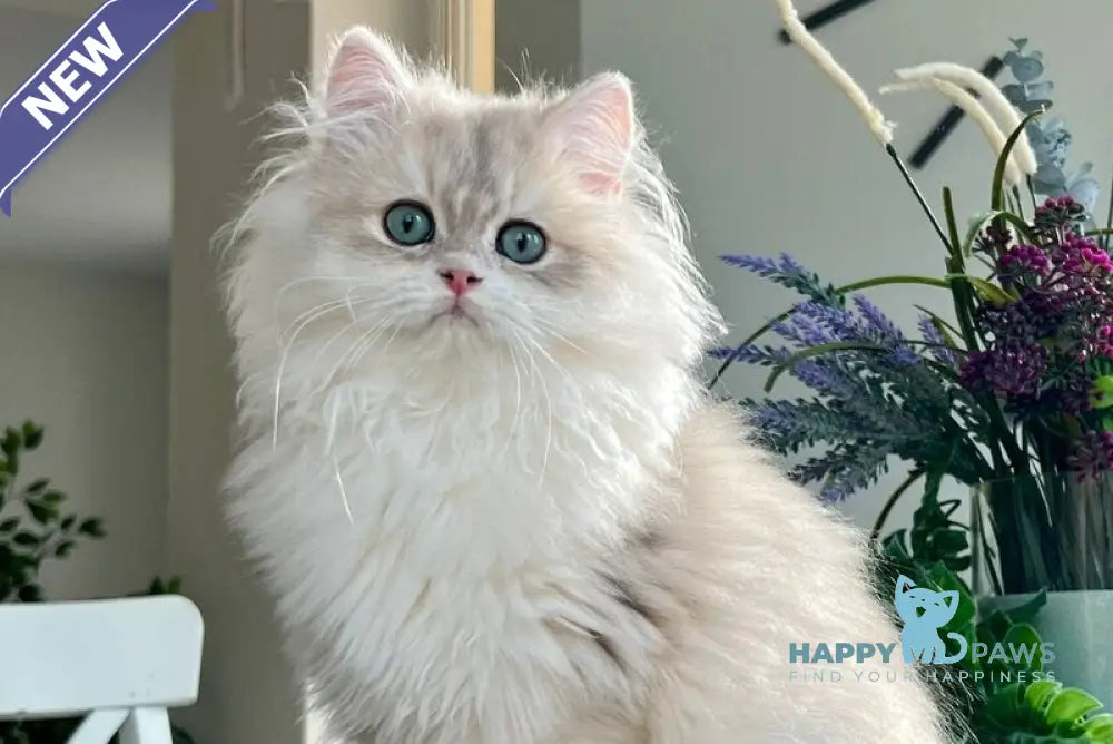 Leo British Longhair male blue golden chinchilla live animals