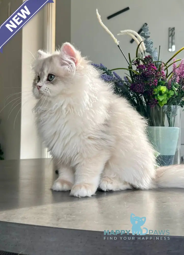 Leo British Longhair male blue golden chinchilla live animals