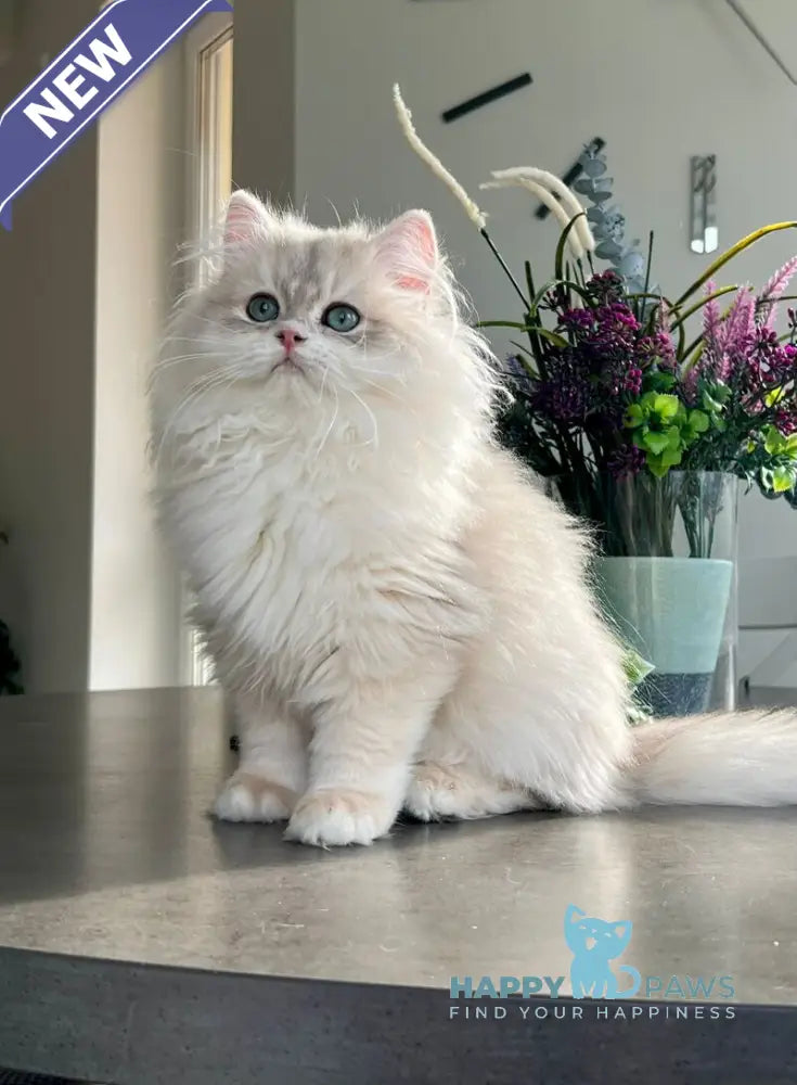 Leo British Longhair male blue golden chinchilla live animals