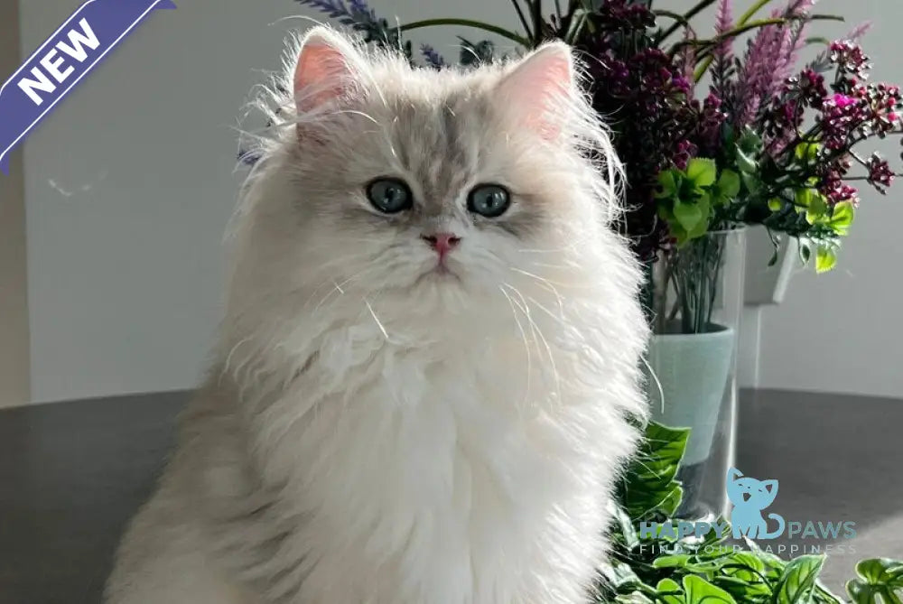 Leo British Longhair male blue golden chinchilla live animals