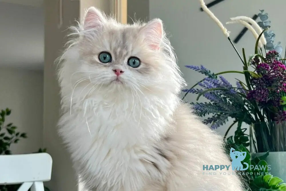 Leo British Longhair male blue golden chinchilla live animals