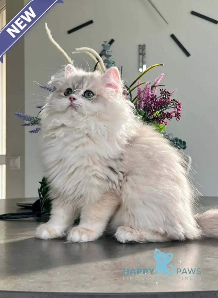 Leo British Longhair male blue golden chinchilla live animals