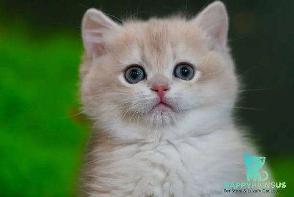 Leo British Shorthair male black golden chinchilla - live animals