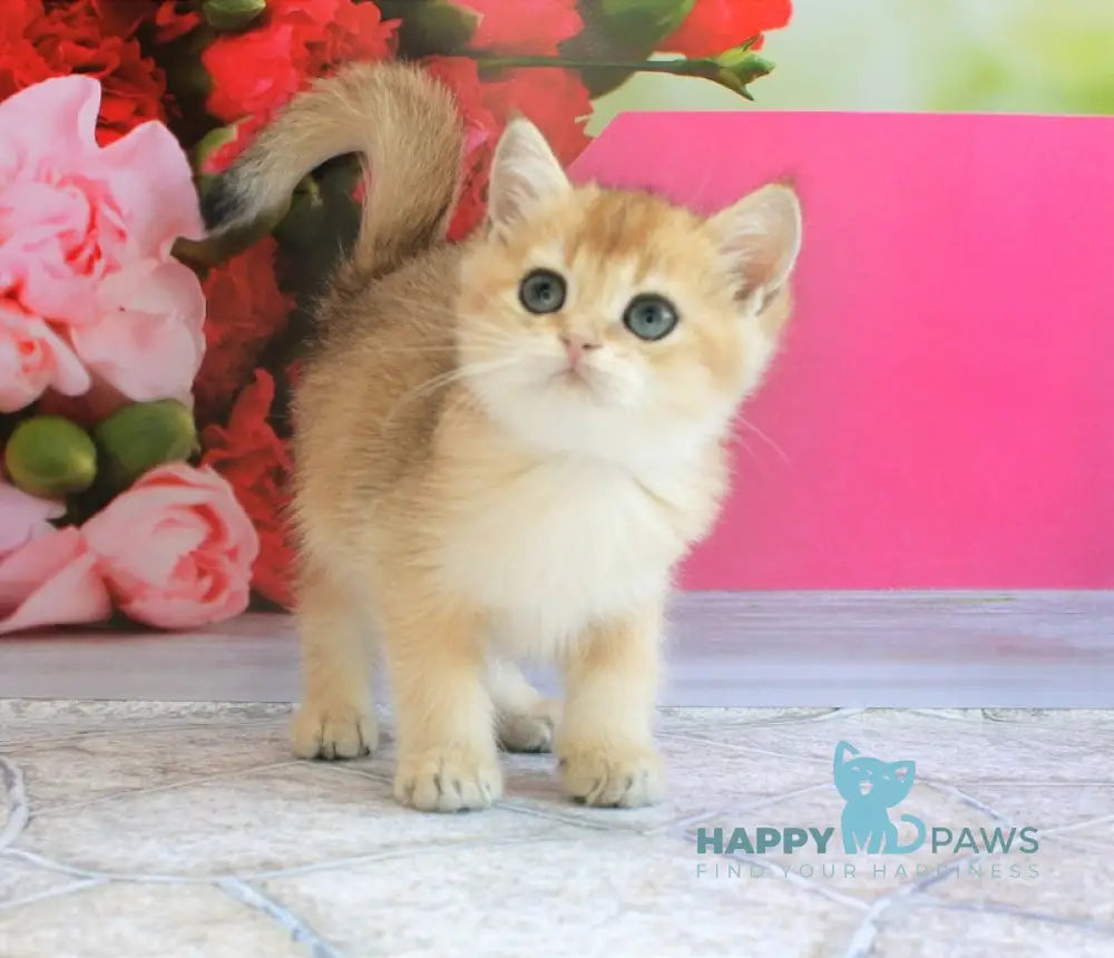 Leo British Shorthair male black golden shaded live animals