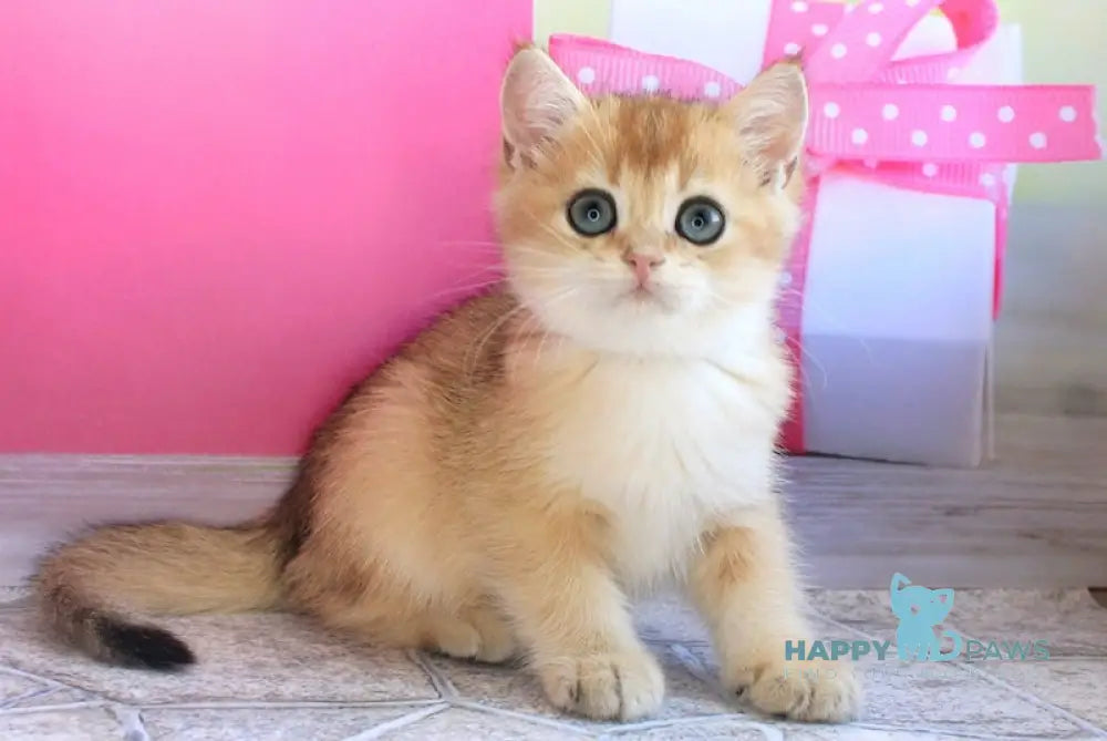 Leo British Shorthair male black golden shaded live animals