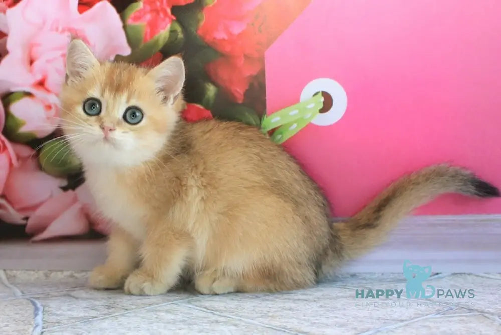 Leo British Shorthair male black golden shaded live animals