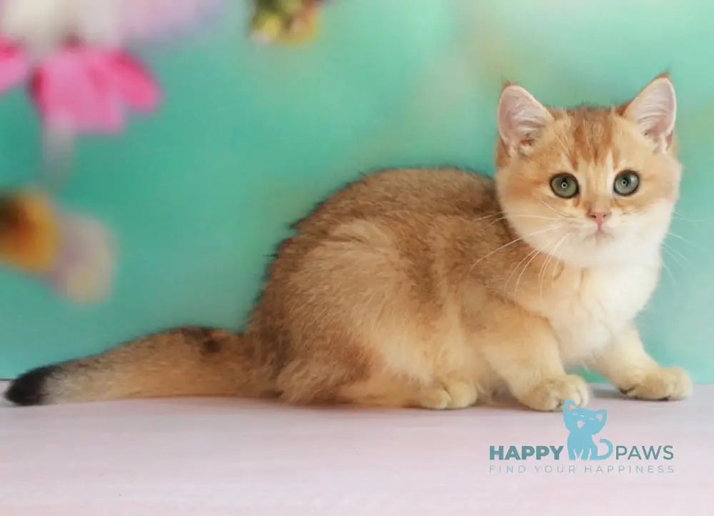 Leo British Shorthair male black golden shaded live animals