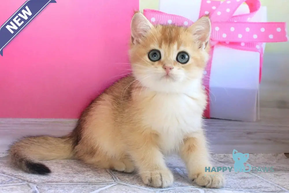 Leo British Shorthair male black golden shaded live animals