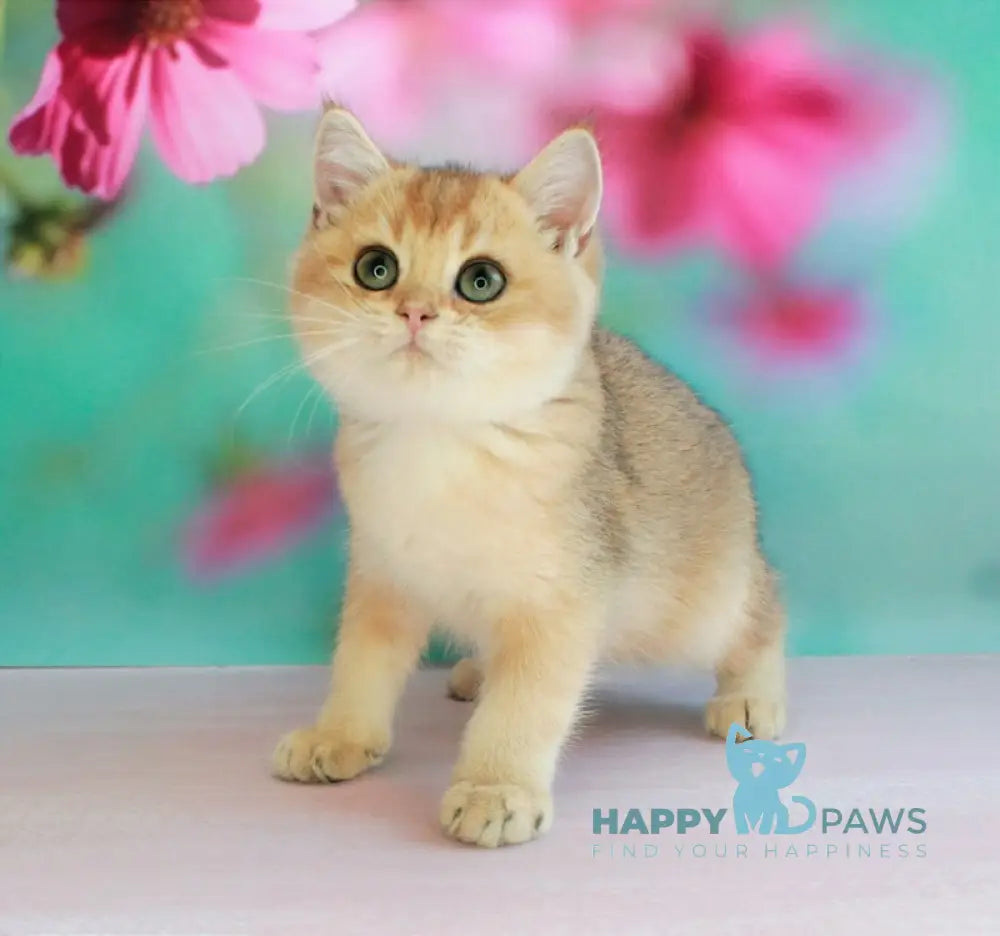 Leo British Shorthair male black golden shaded live animals
