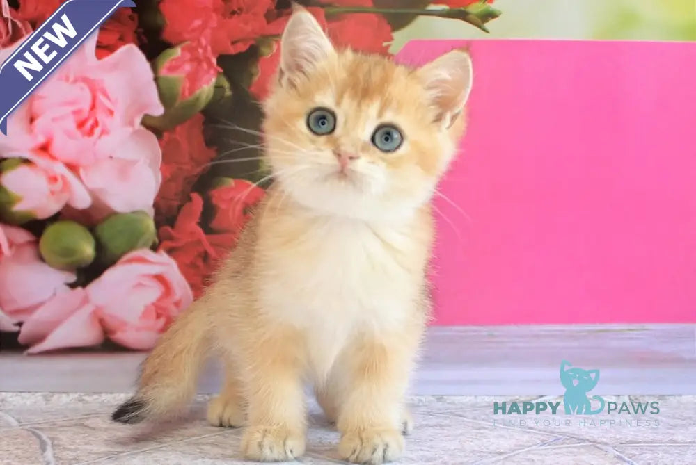 Leo British Shorthair male black golden shaded live animals