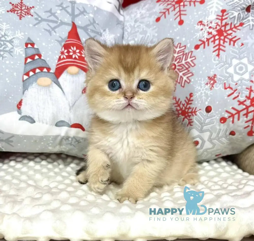 Leo British Shorthair male black golden shaded live animals