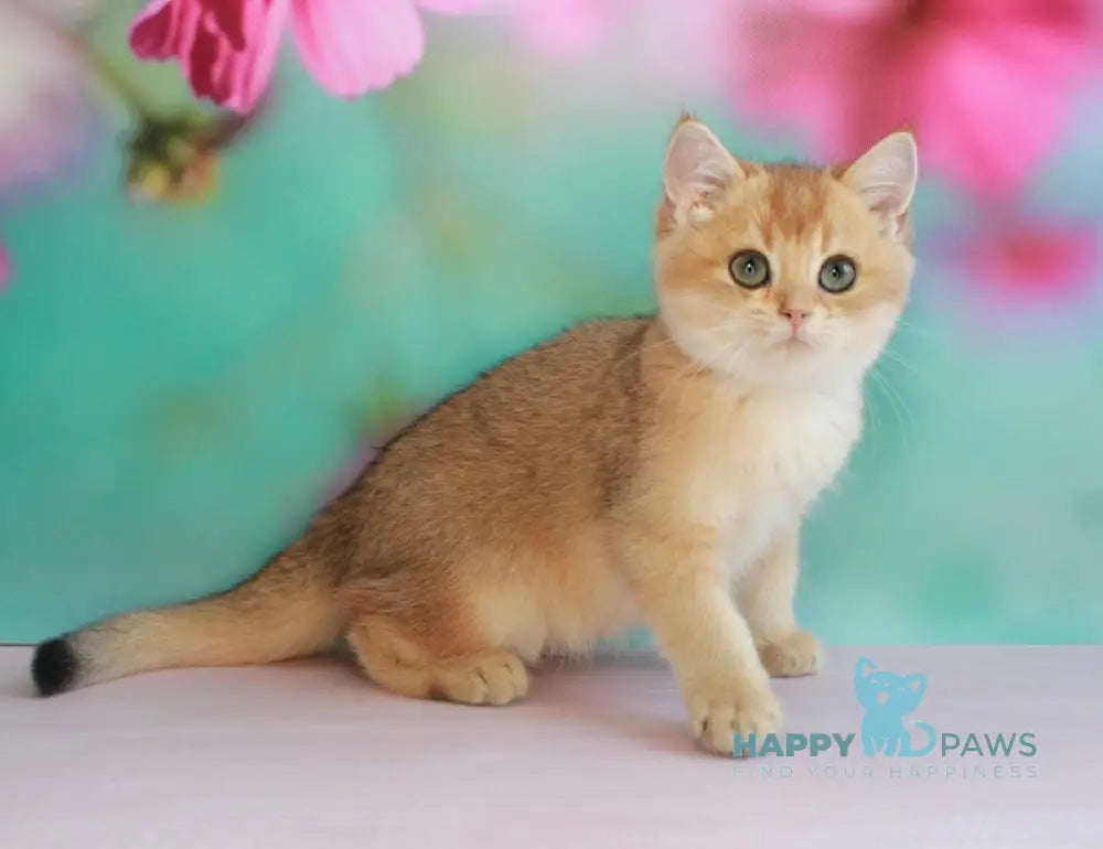 Leo British Shorthair male black golden shaded live animals
