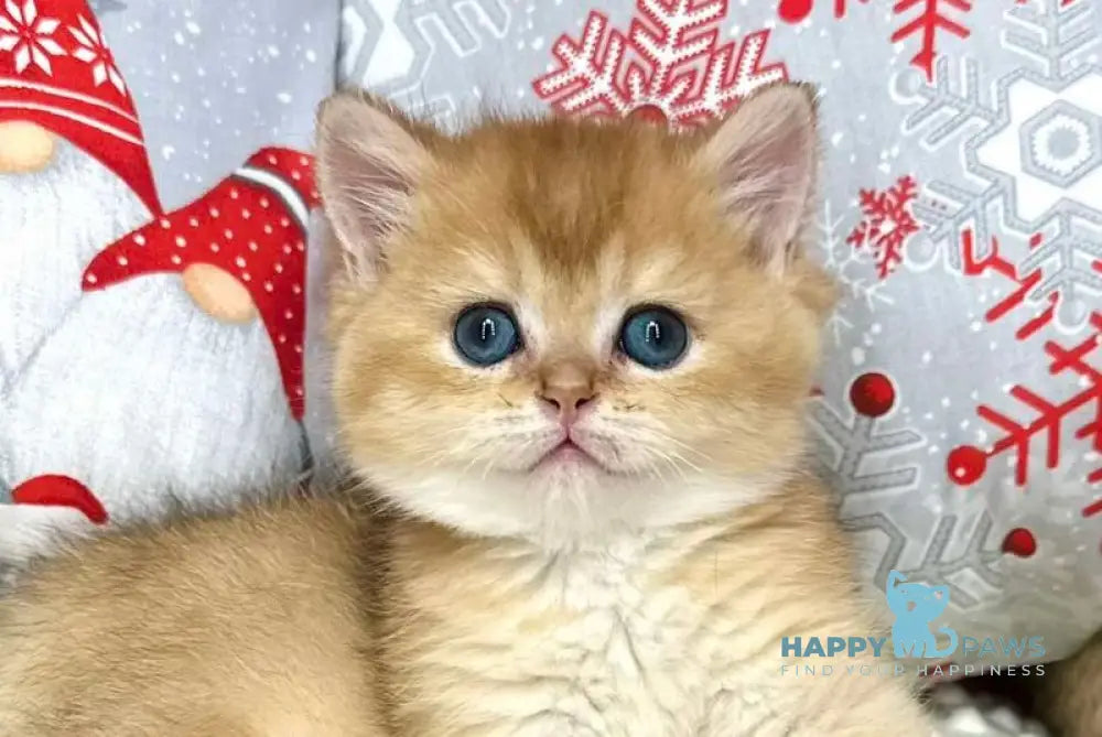 Leo British Shorthair male black golden shaded live animals