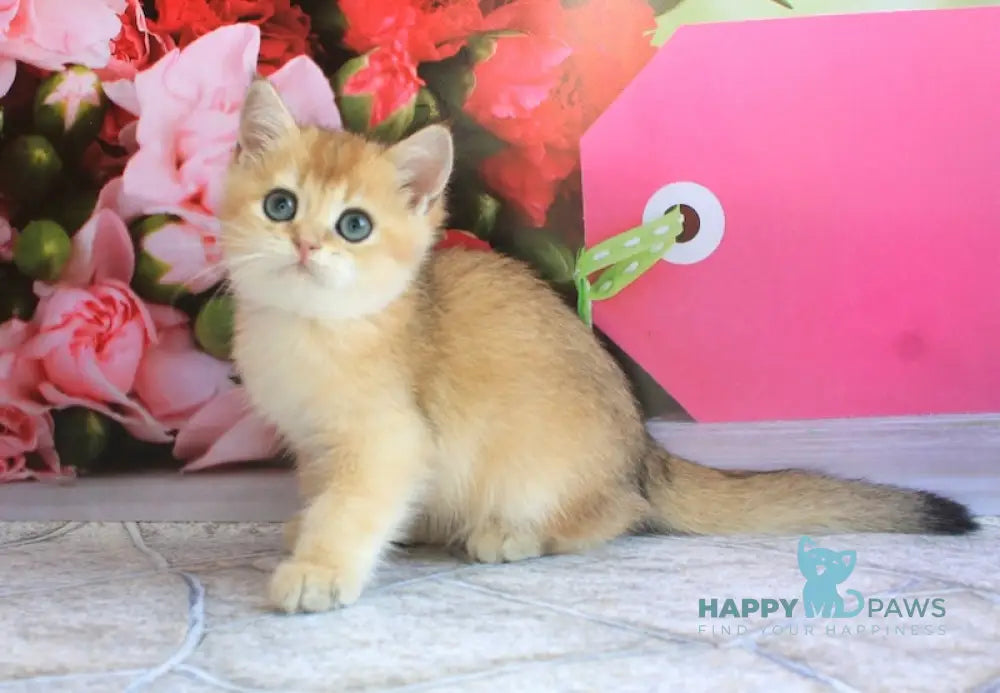 Leo British Shorthair male black golden shaded live animals