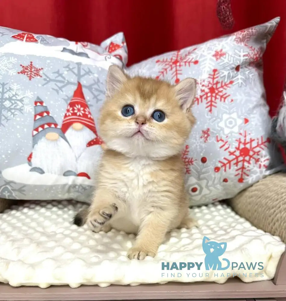 Leo British Shorthair male black golden shaded live animals