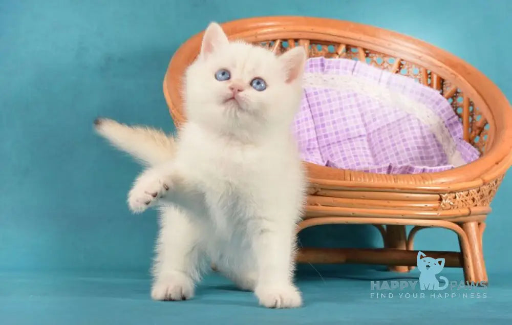Leo British Shorthair male chocolate golden chinchilla pointed live animals