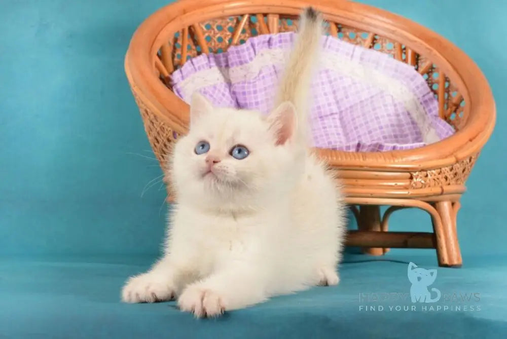 Leo British Shorthair male chocolate golden chinchilla pointed live animals
