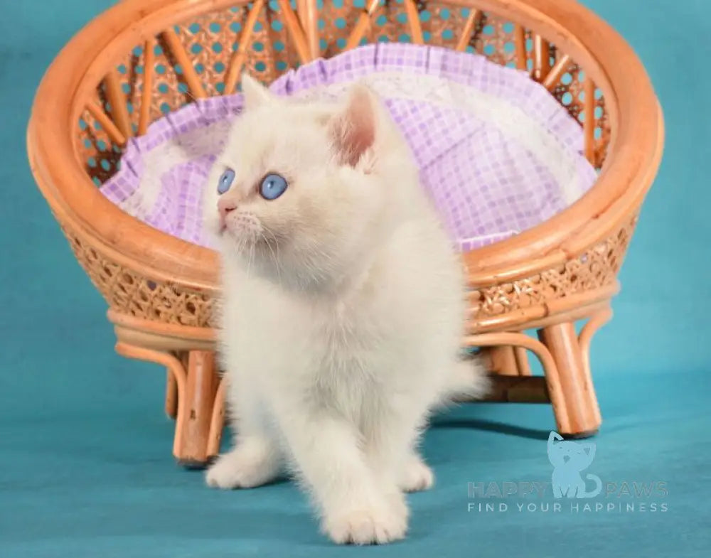 Leo British Shorthair male chocolate golden chinchilla pointed live animals
