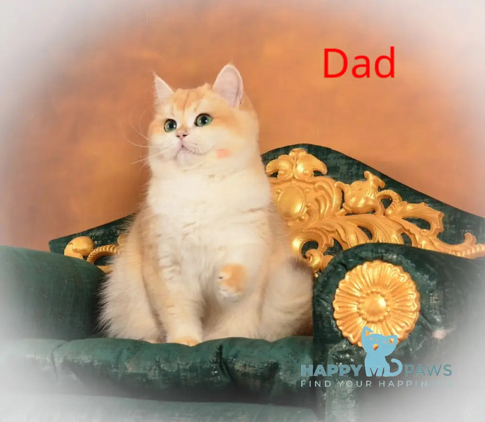 Leo British Shorthair male chocolate golden chinchilla pointed live animals