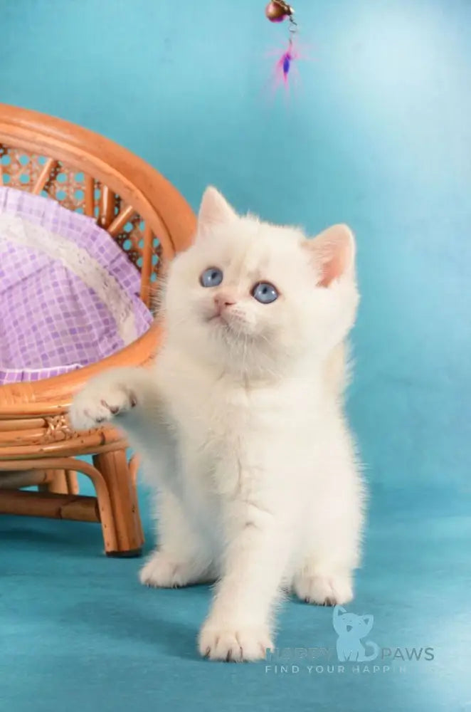 Leo British Shorthair male chocolate golden chinchilla pointed live animals