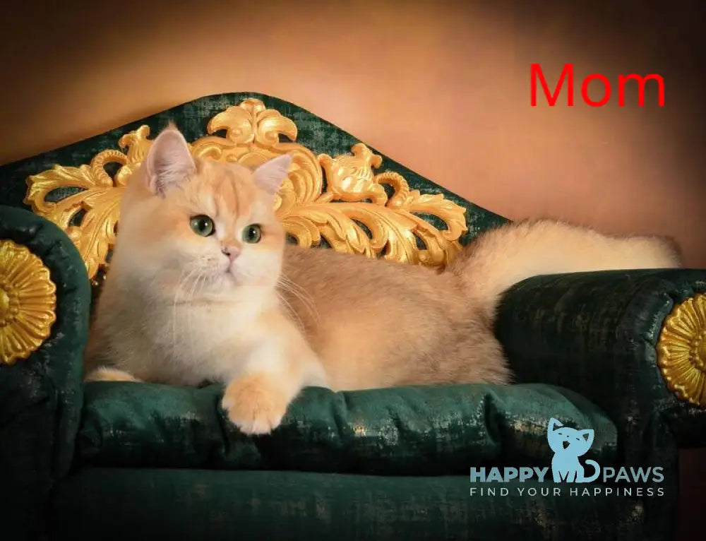 Leo British Shorthair male chocolate golden chinchilla pointed live animals