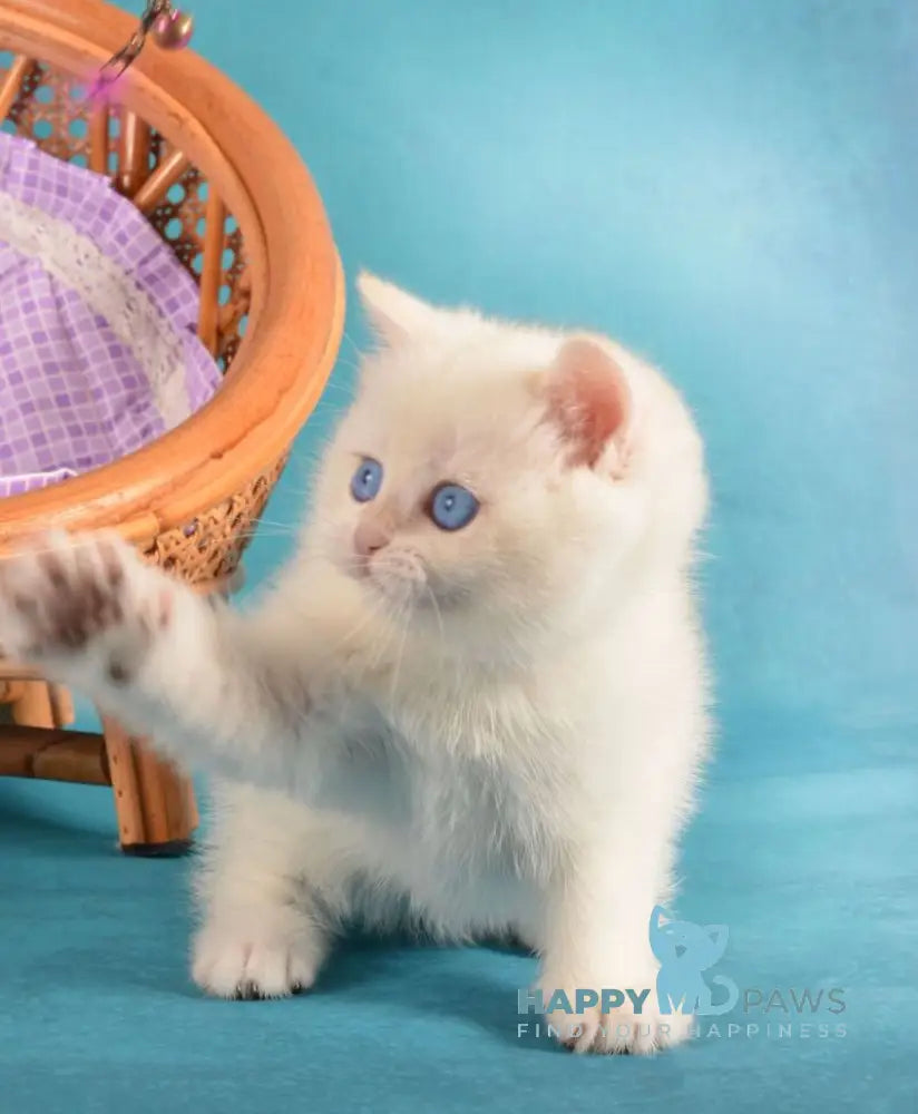 Leo British Shorthair male chocolate golden chinchilla pointed live animals