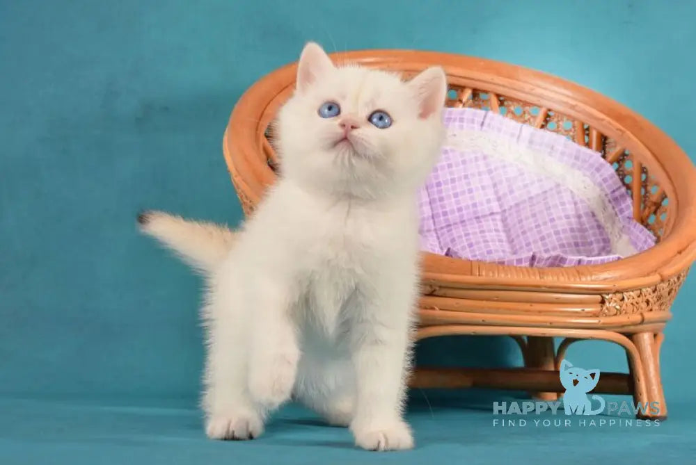 Leo British Shorthair male chocolate golden chinchilla pointed live animals