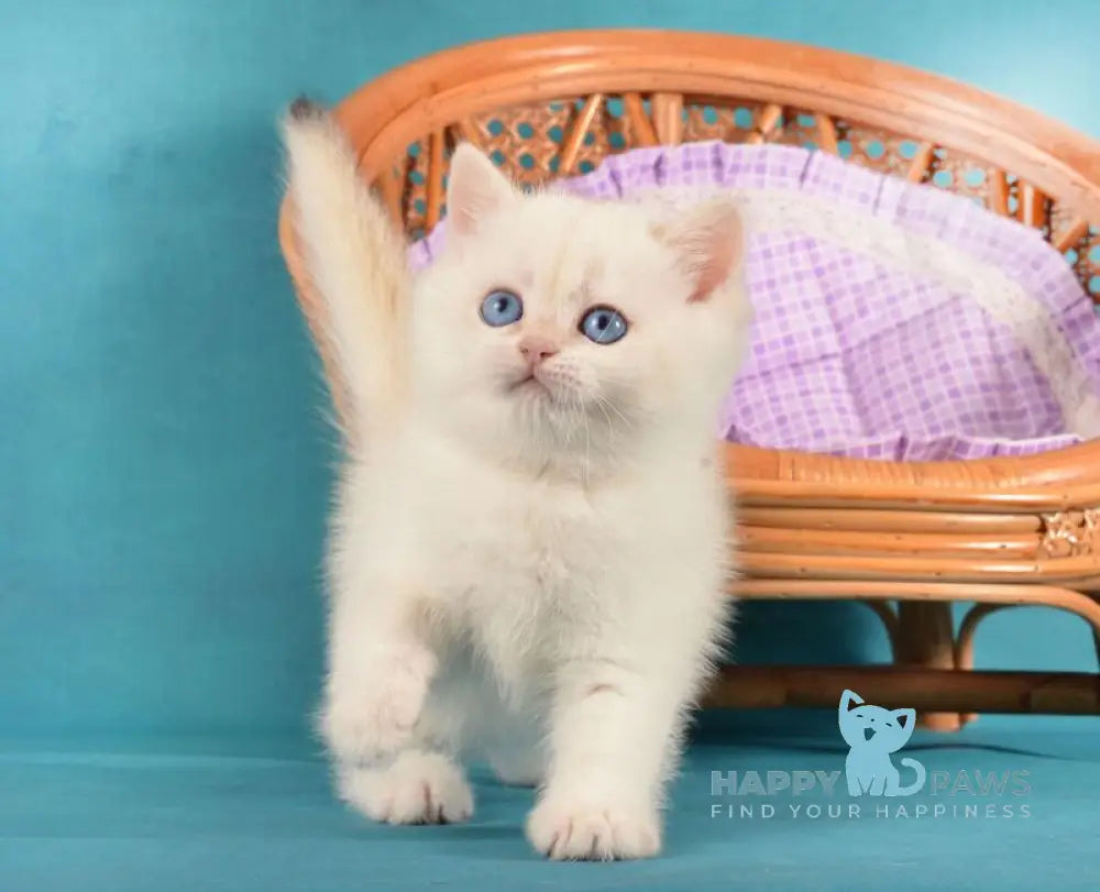 Leo British Shorthair male chocolate golden chinchilla pointed live animals