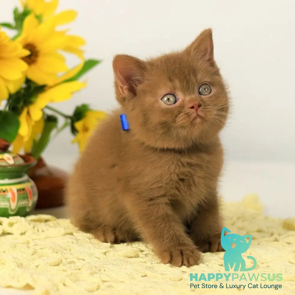 Leo British Shorthair male cinnamon - live animals