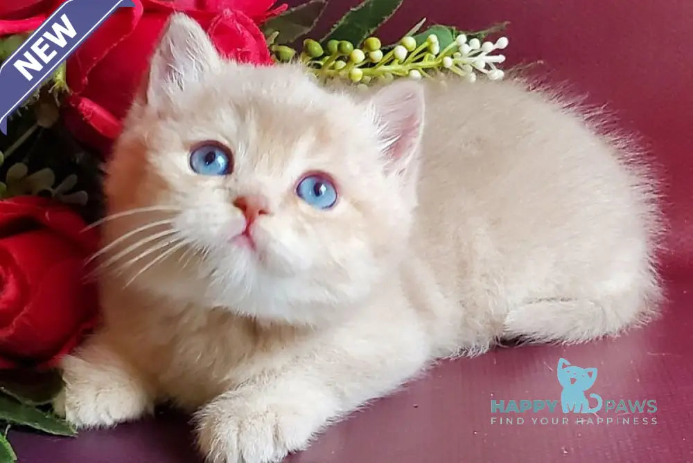 Leo British Shorthair male lilac golden shaded with white live animals
