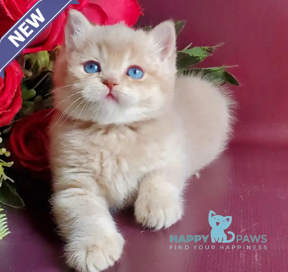 Leo British Shorthair male lilac golden shaded with white live animals