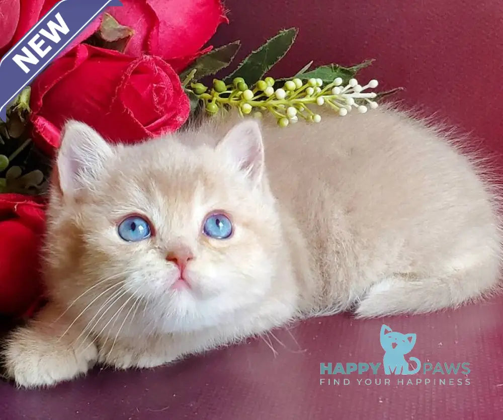 Leo British Shorthair male lilac golden shaded with white live animals