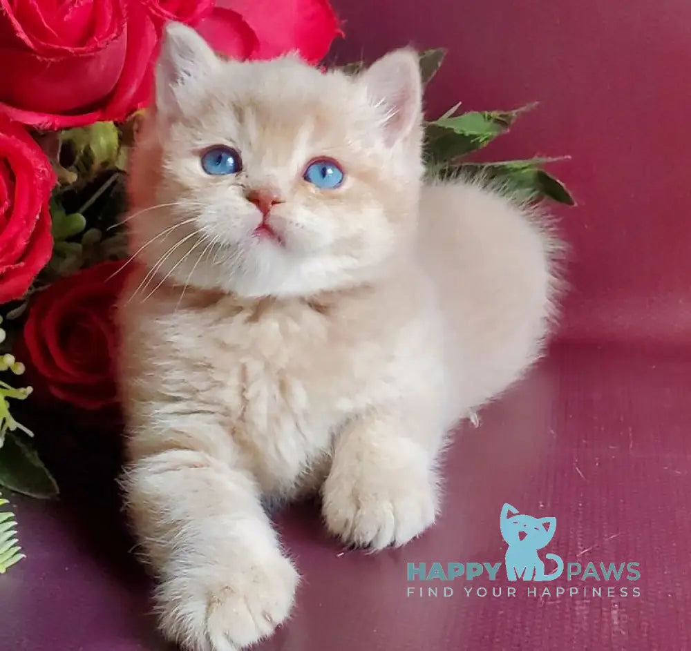 Leo British Shorthair male lilac golden shaded with white live animals