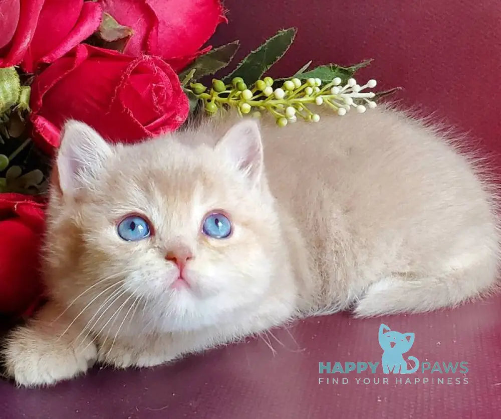 Leo British Shorthair male lilac golden shaded with white live animals