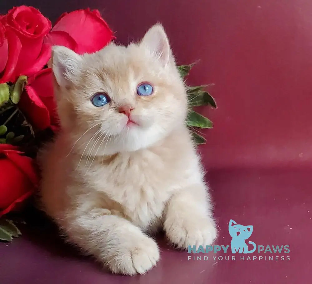 Leo British Shorthair male lilac golden shaded with white live animals