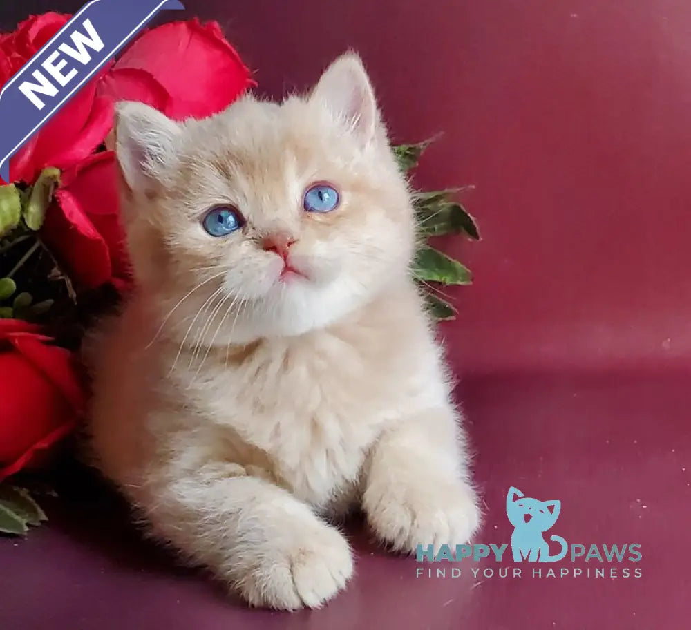Leo British Shorthair male lilac golden shaded with white live animals