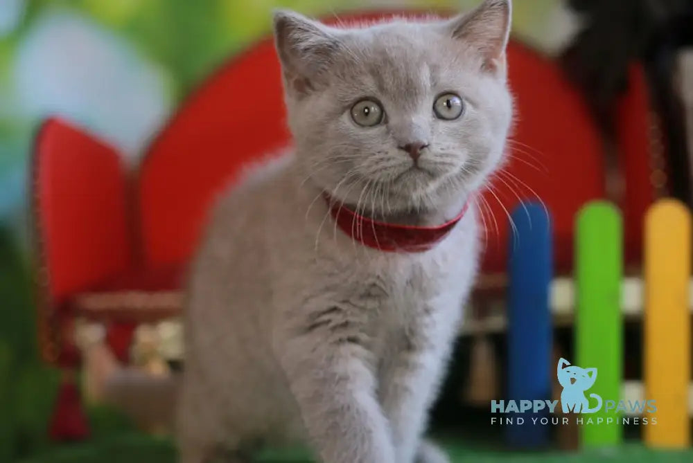 Leo British Shorthair male lilac live animals